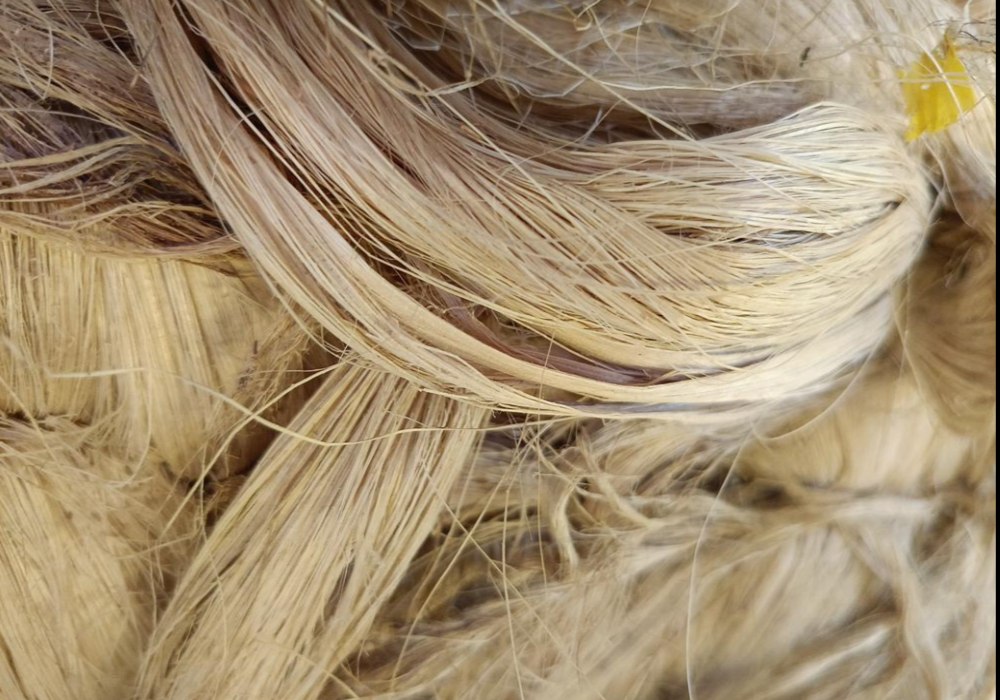 Sea Grass