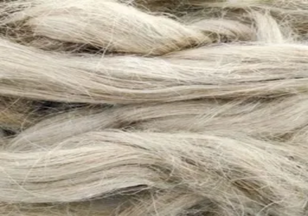 Sea Grass