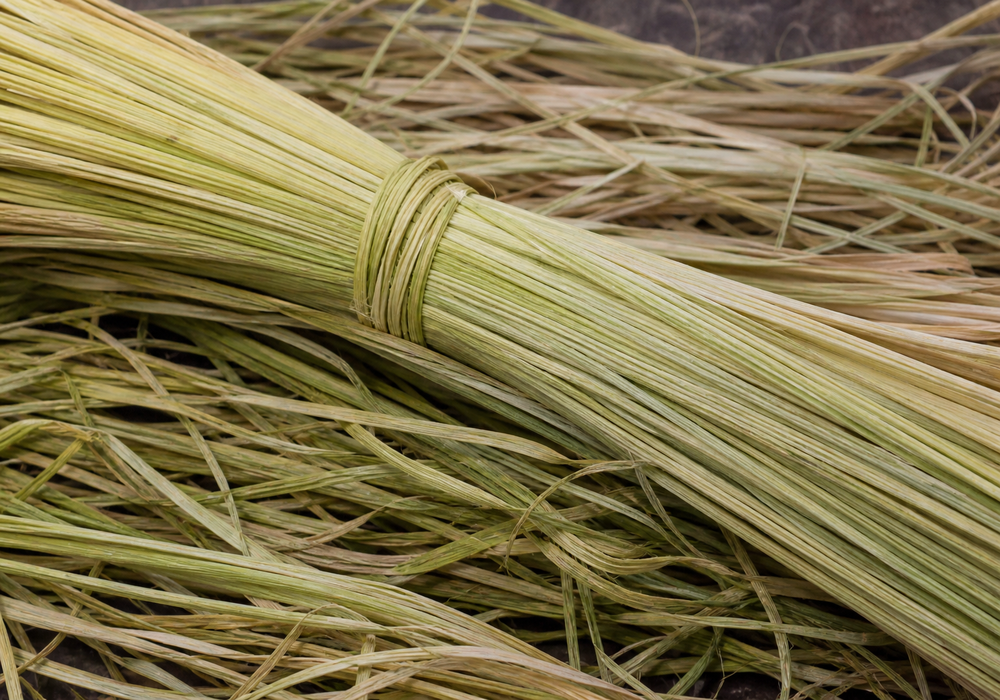 Sea Grass